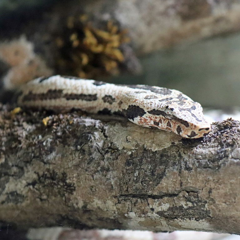 Solomon Islands Ground Boa