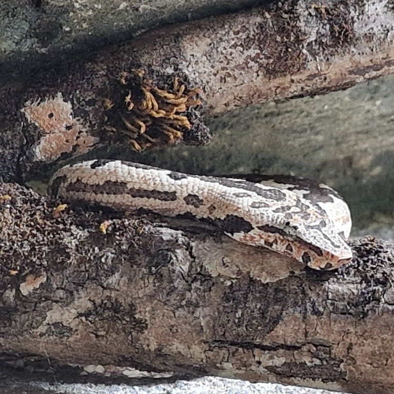 Solomon Islands Ground Boa