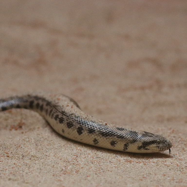 Tartar Sand Boa