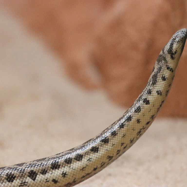 Tartar Sand Boa