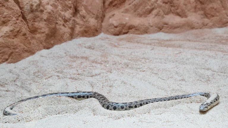 Tartar Sand Boa