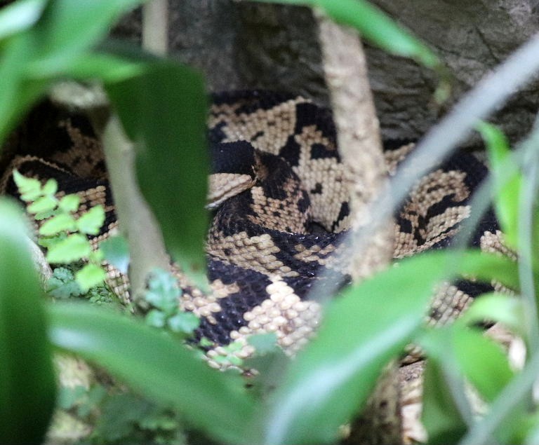 Black-headed Bushmaster