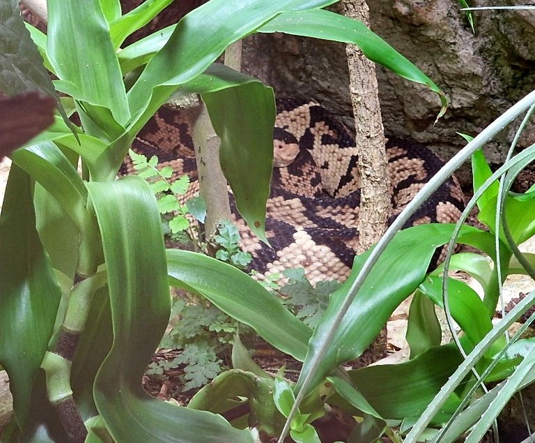 Black-headed Bushmaster