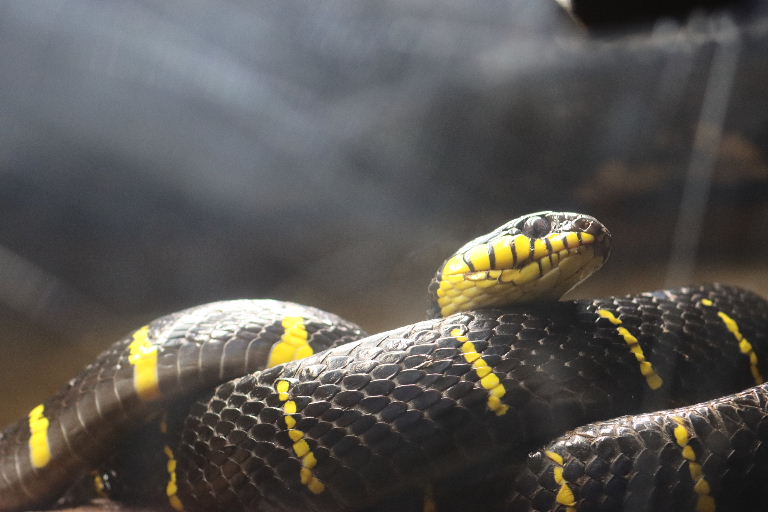Mangrove Snake