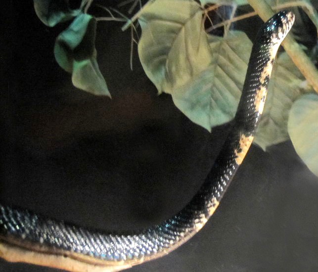 Forest Cobra