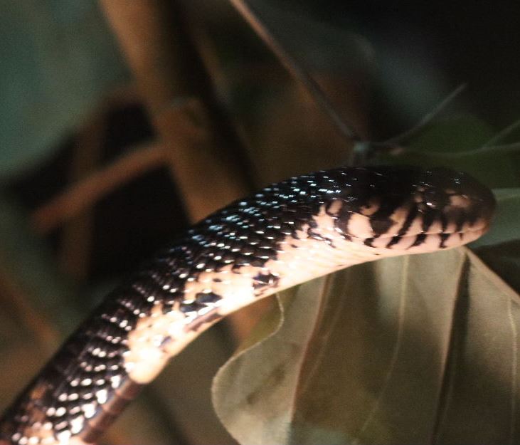 Forest Cobra