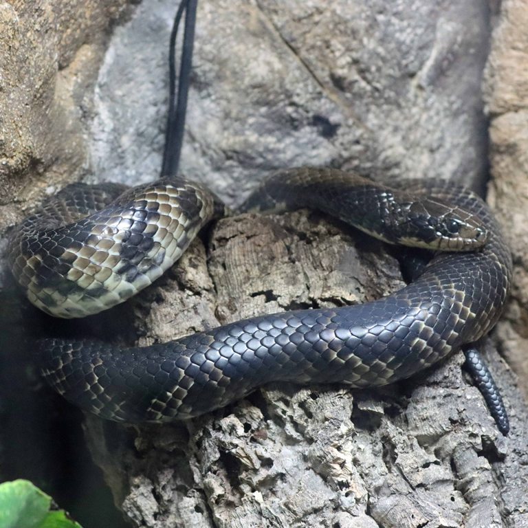 False Water Cobra