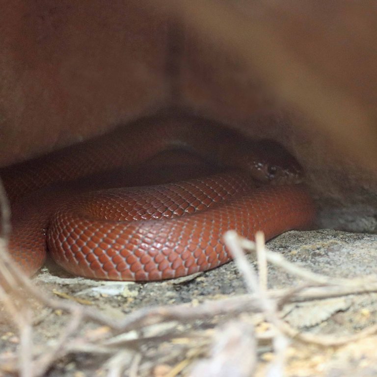 Red Spitting Cobra