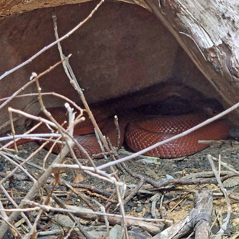 Red Spitting Cobra