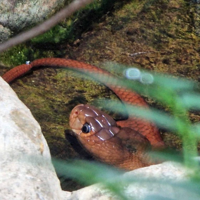 Red Spitting Cobra