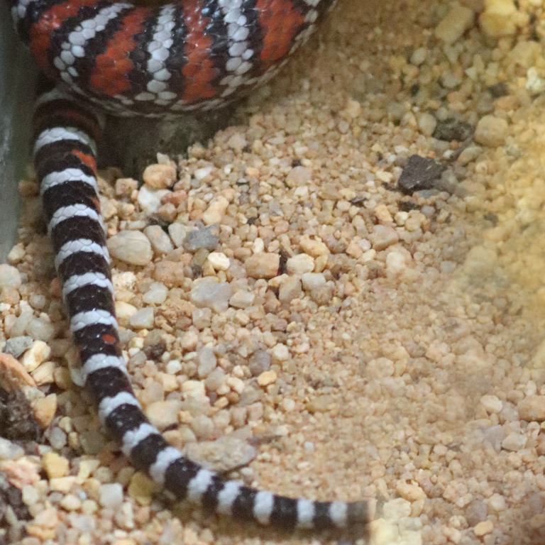 Chihuahuan Mountain Kingsnake tail