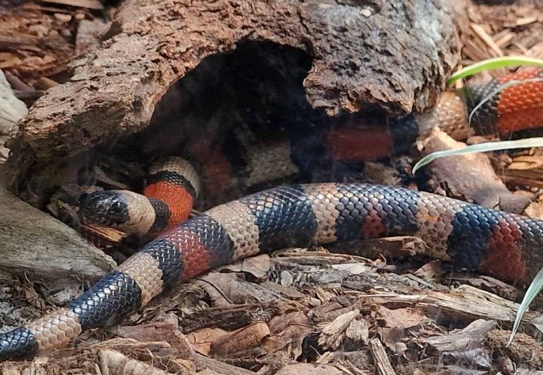 Milk Snake