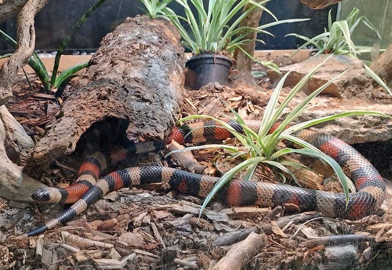 Milk Snake