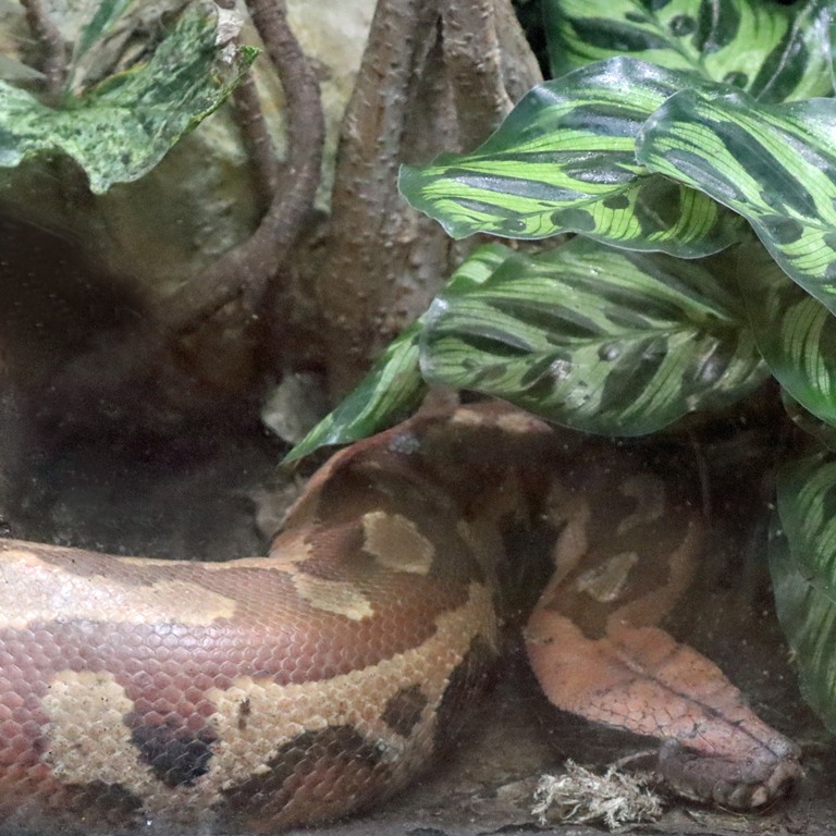 Brongersma's Short-tailed Blood Python