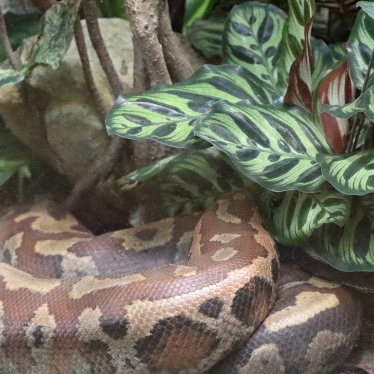 Brongersma's Short-tailed Blood Python