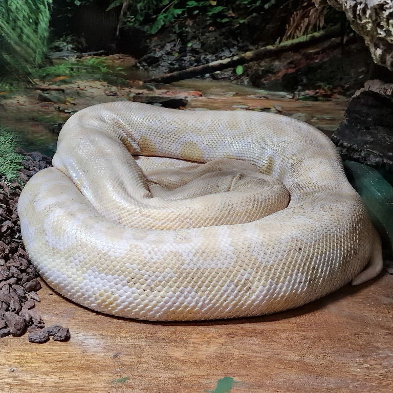 Dwarf Albino Burmese Python