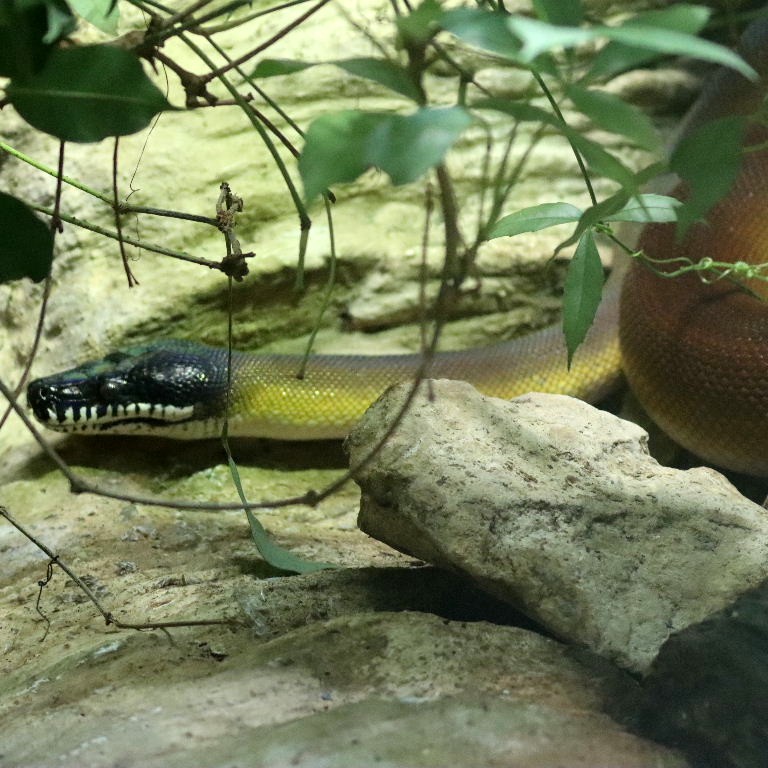 Northern White-lipped Python
