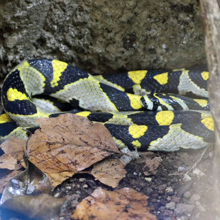 Mandarin Trinket Snake