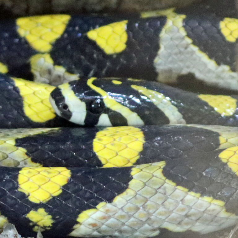 Mandarin Trinket Snake