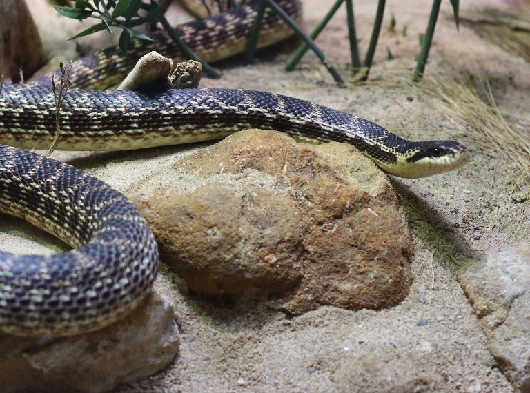 Urartian Rat Snake