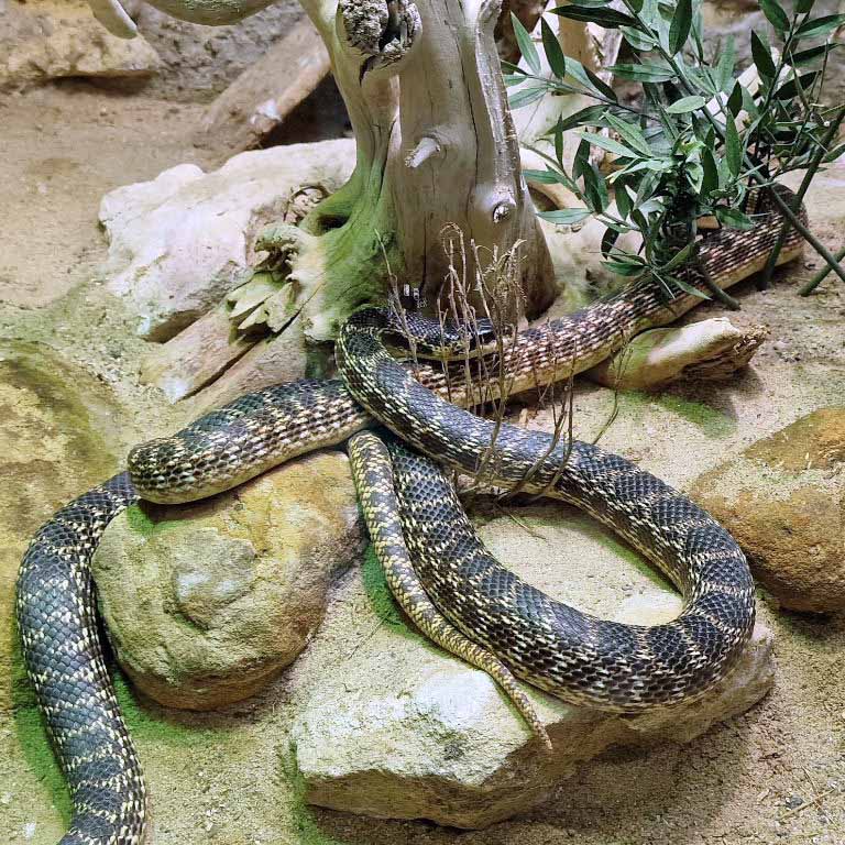 Urartian Rat Snake