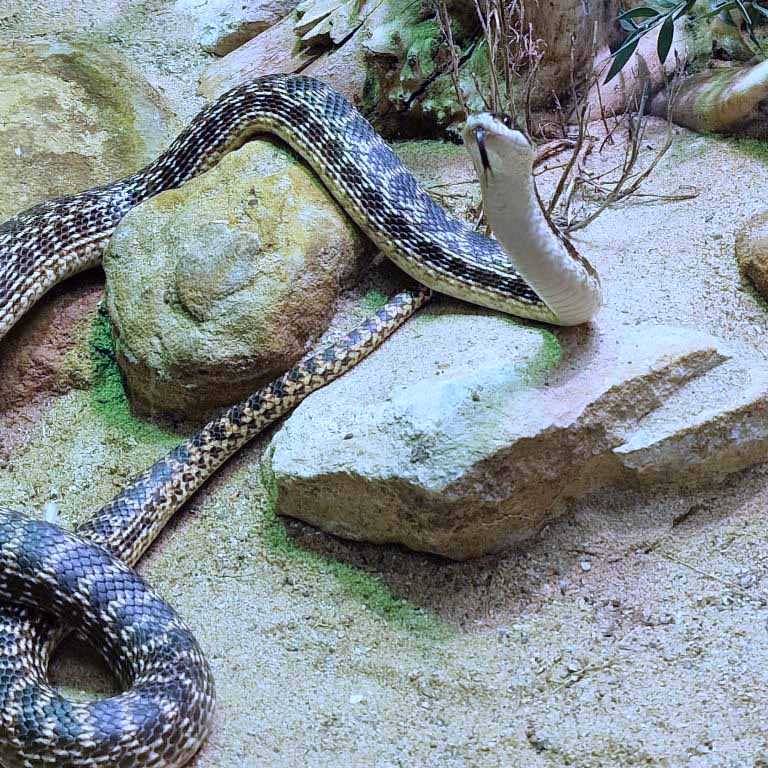 Urartian Rat Snake