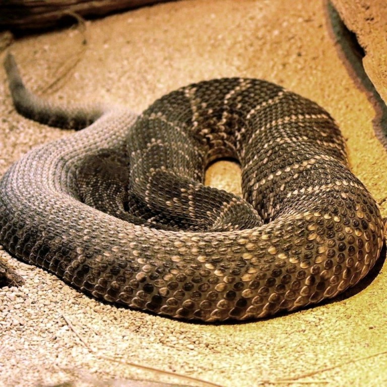 Eastern Diamondback Rattlesnake