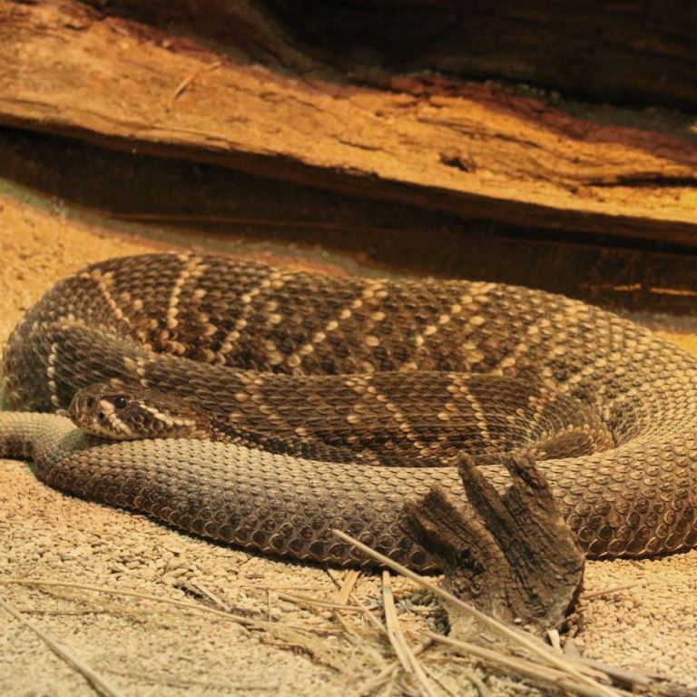 Eastern Diamondback Rattlesnake