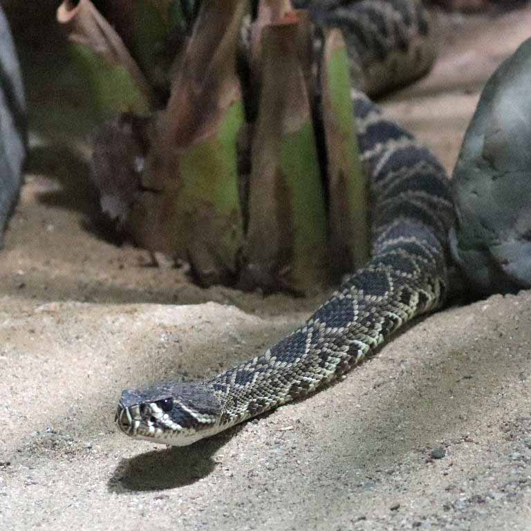 Eastern Diamondback Rattlesnake