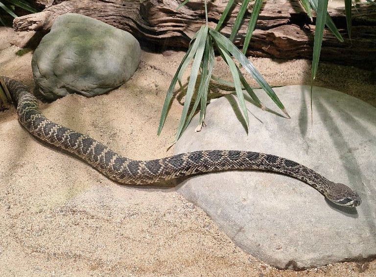 Eastern Diamondback Rattlesnake