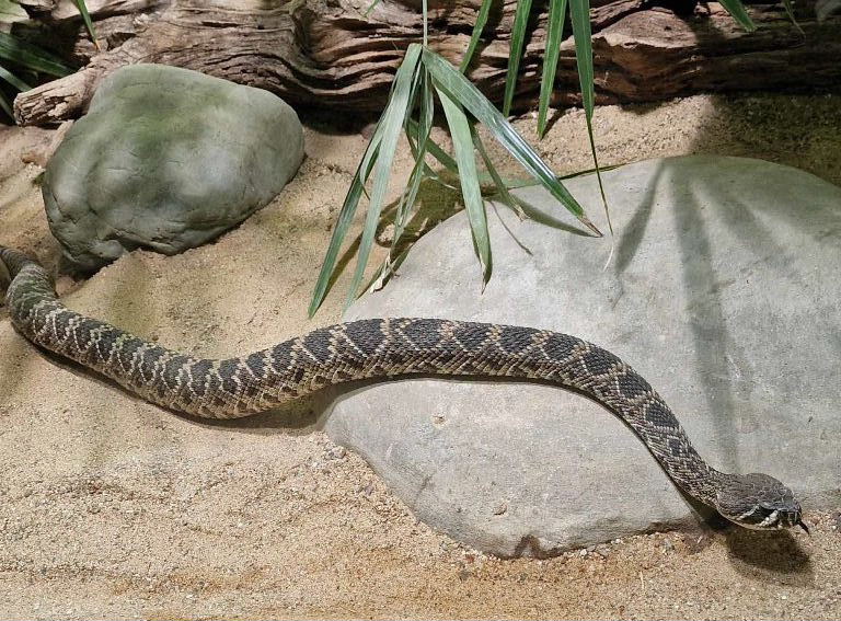 Eastern Diamondback Rattlesnake