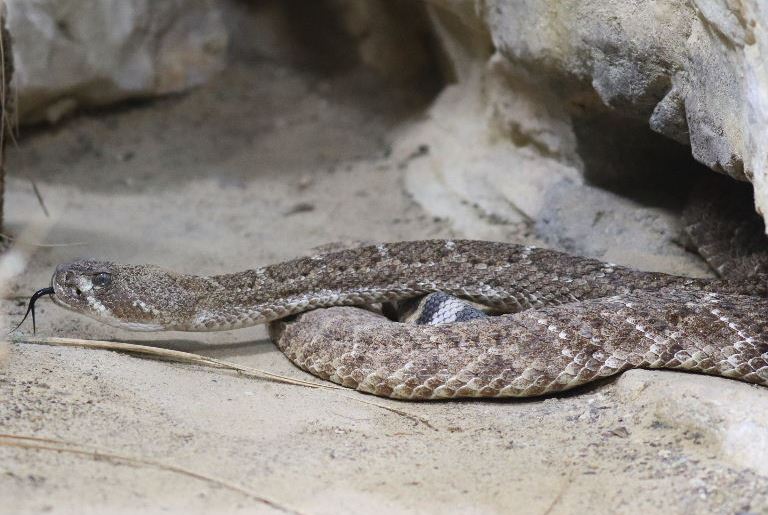 Western Diamondback Rattlesnake