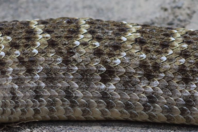 Western Diamondback Rattlesnake