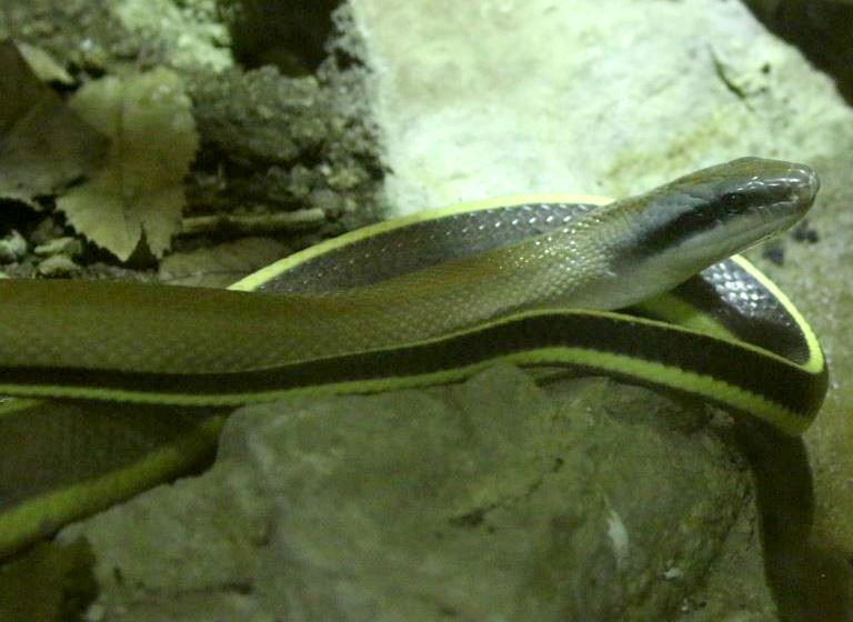 Ridley's Cave Racer Rat Snake