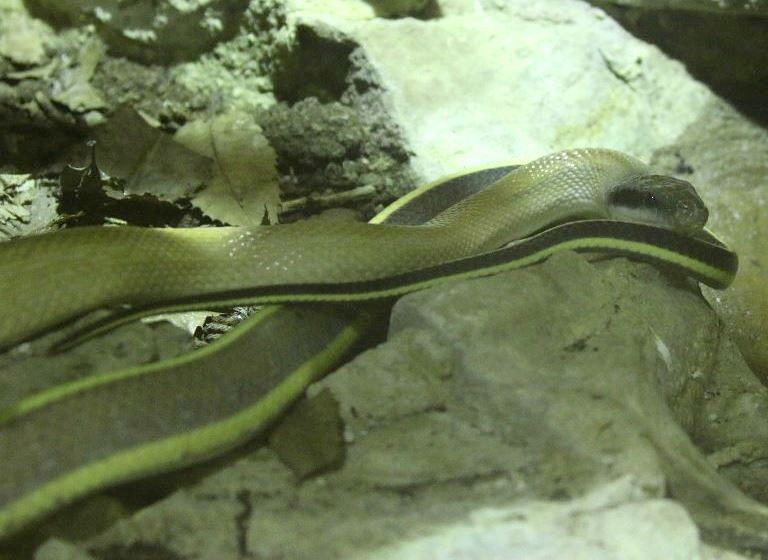 Ridley's Cave Racer