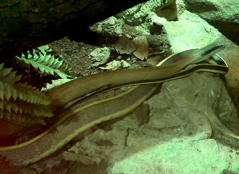 Ridley's Cave Racer Snake