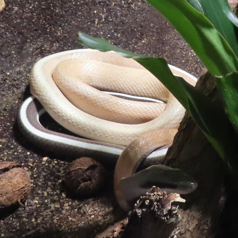 Ridley's Cave Racer Rat Snake