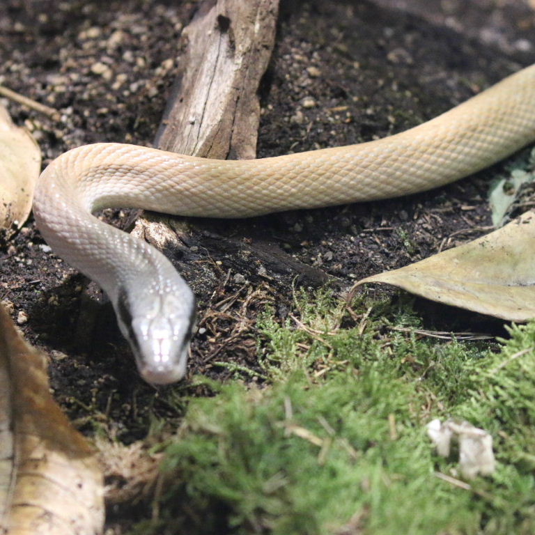 Ridley's Cave Racer Snake