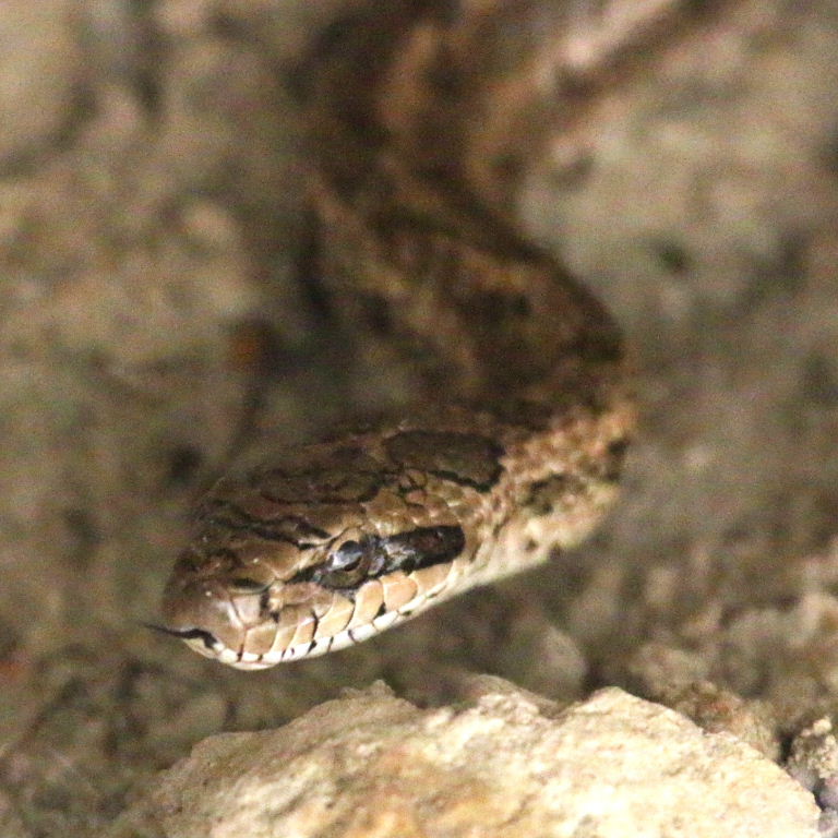 Steppe Rat Snake