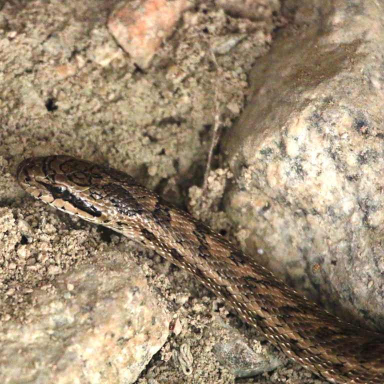 Steppe Rat Snake