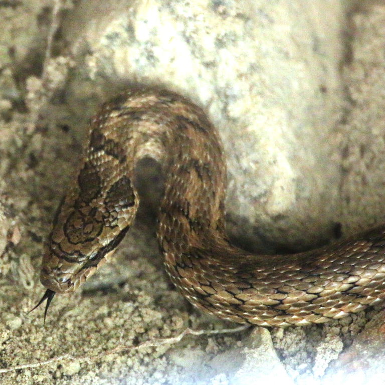Steppe Rat Snake