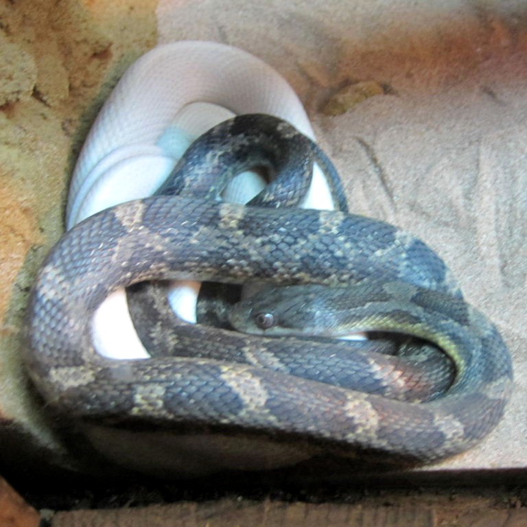 Texas Rat Snakes