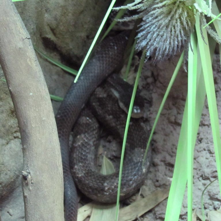 Black Rat Snake