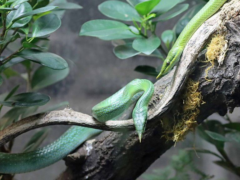 Vietnamese Longnose Snake