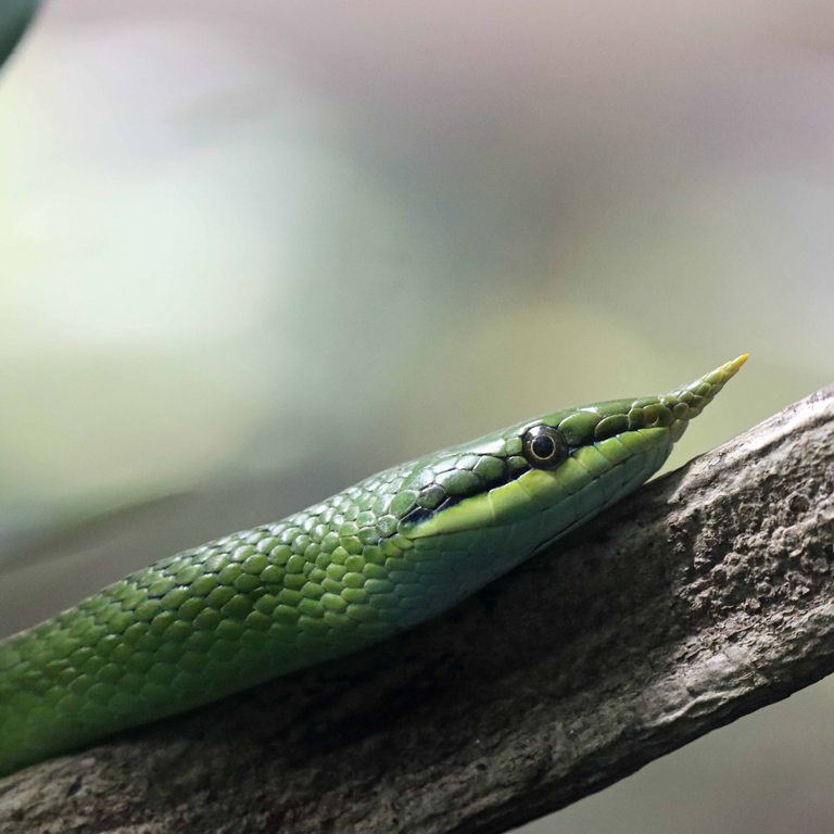 Vietnamese Longnose Snake
