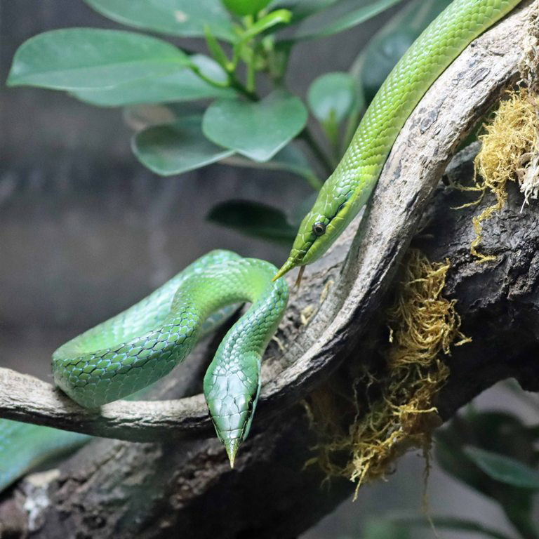 Vietnamese Longnose Snake