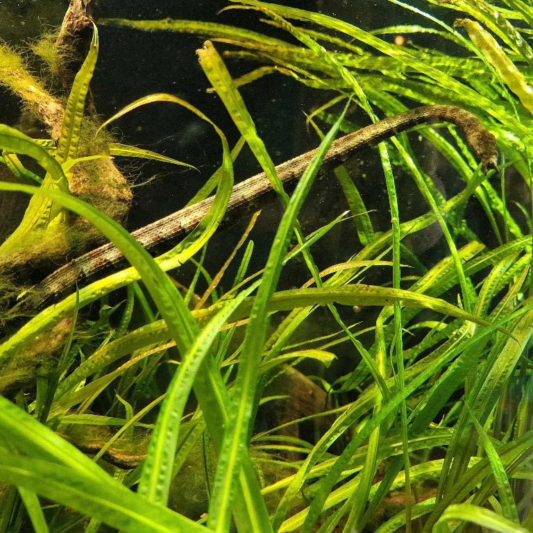 Tentacled Snake