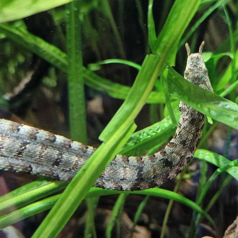 Tentacled Snake