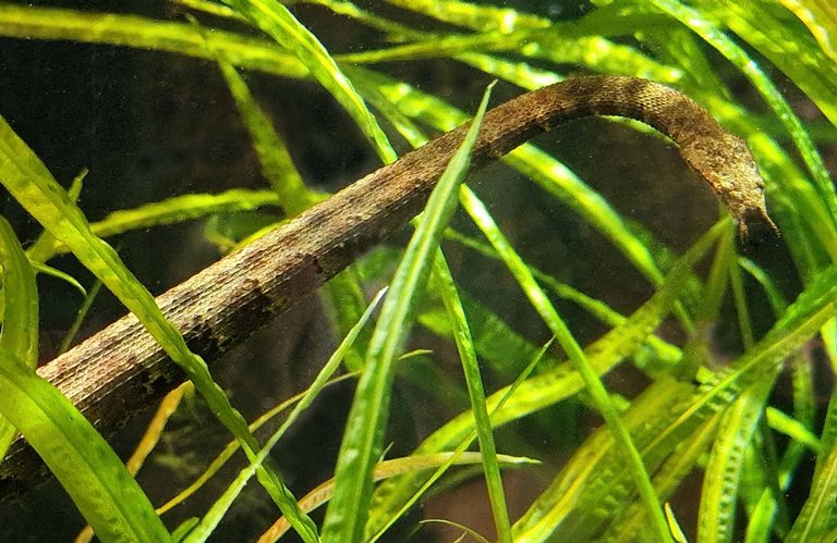 Tentacled Snake