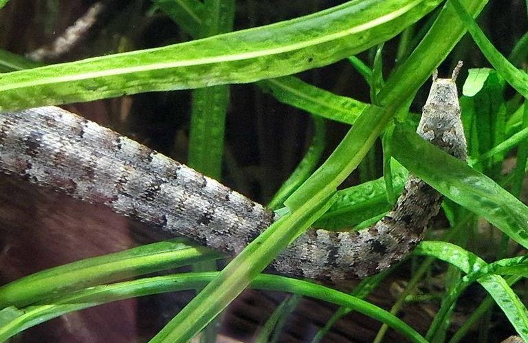 Tentacled Snake